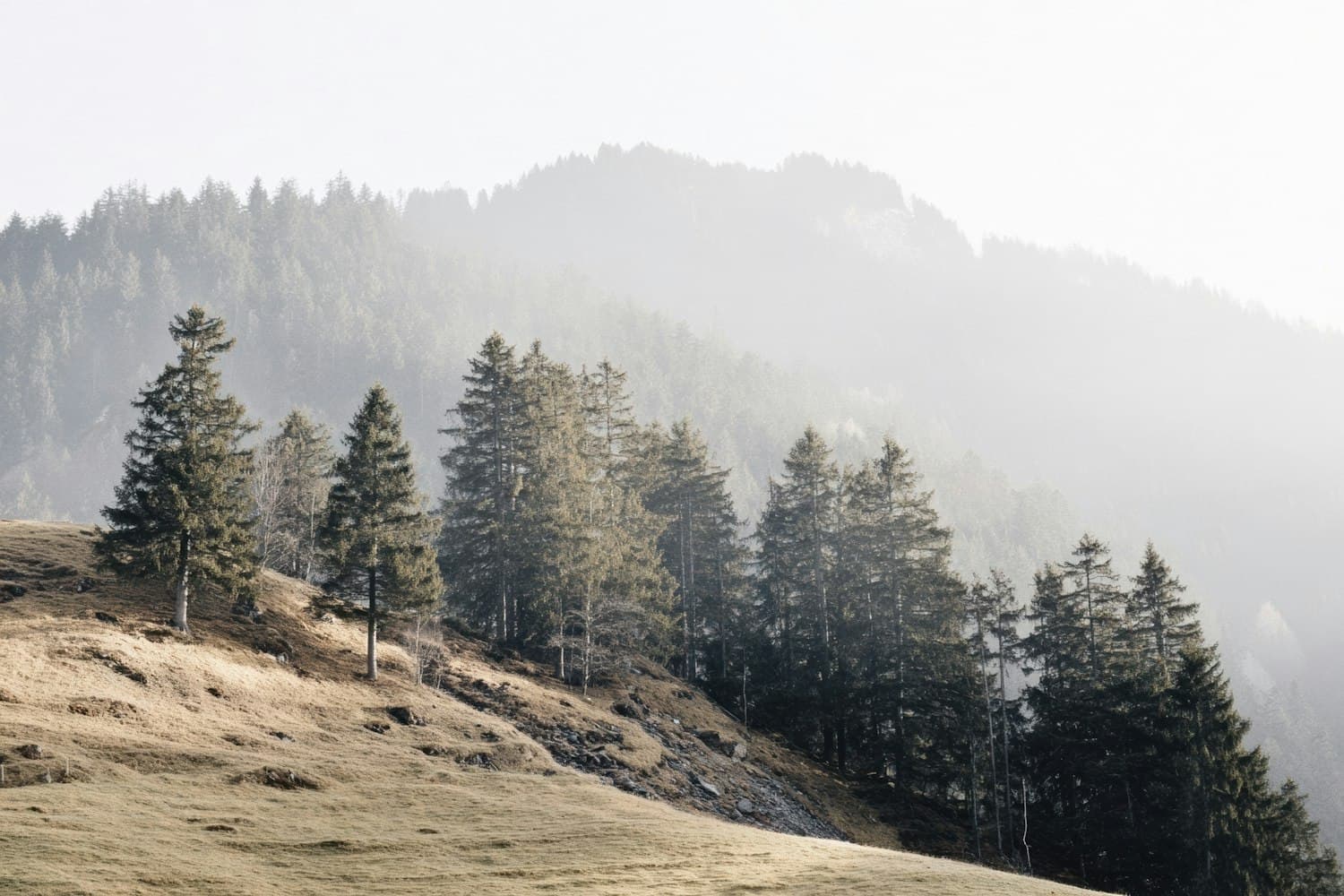Tall pines along a sunlit grassy slope with mist rising behind